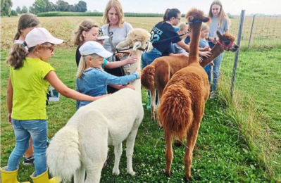 Kinder beim Spaziergang mit drei Alpakas